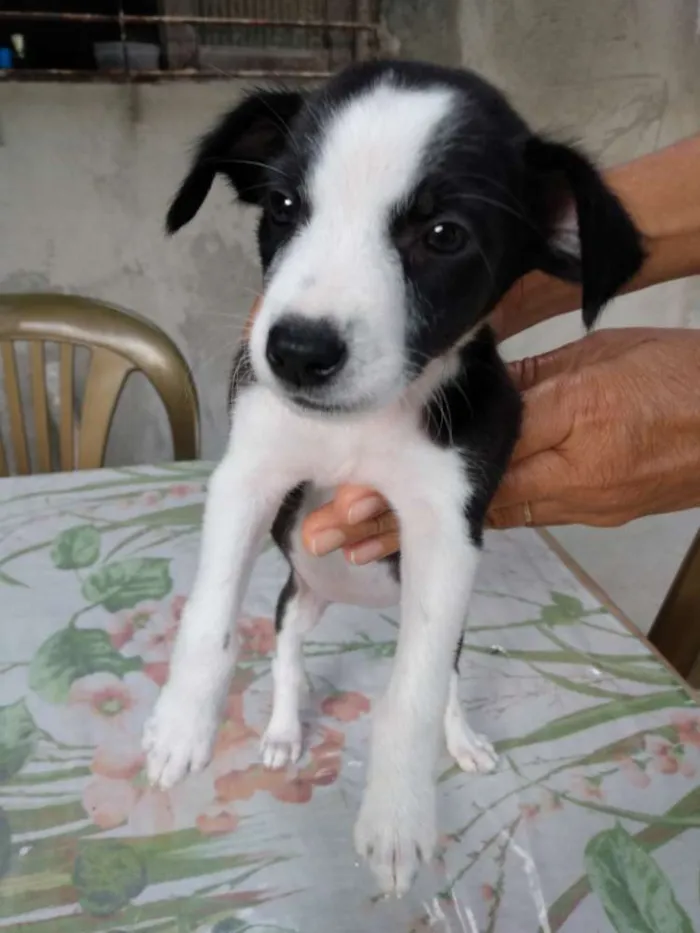 Cachorro raça Vira latas idade Abaixo de 2 meses nome Não tem