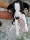 Não tem