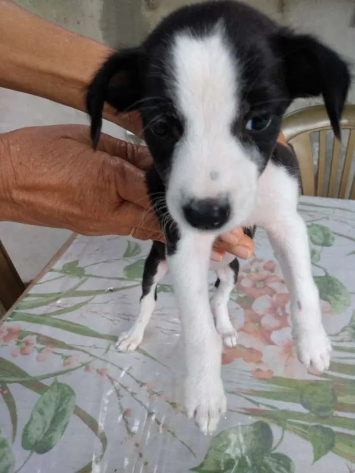 Cachorro raça Vira latas idade Abaixo de 2 meses nome Não tem