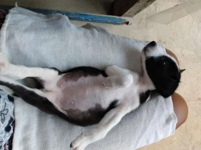 Cachorro raça Vira latas idade Abaixo de 2 meses nome Não tem