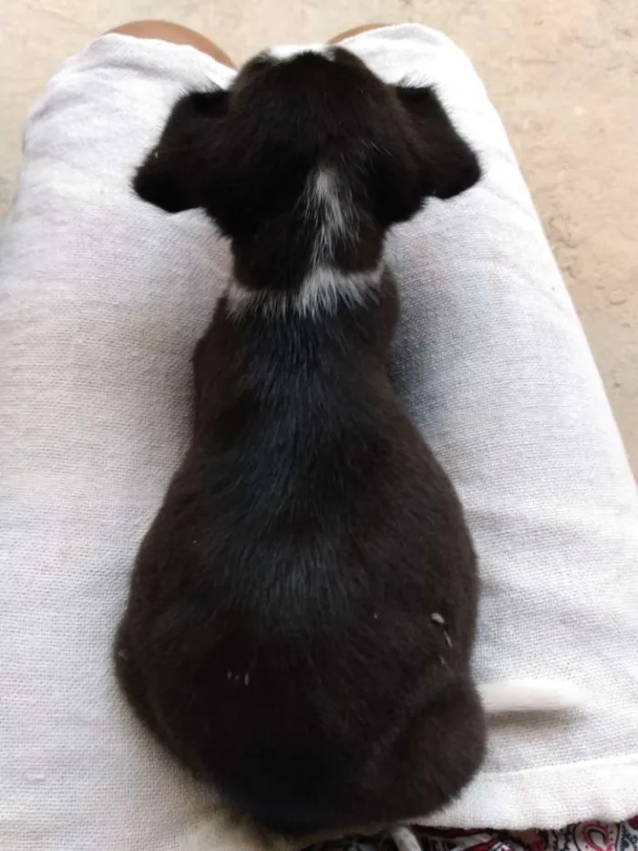 Cachorro raça Vira latas idade Abaixo de 2 meses nome Não tem