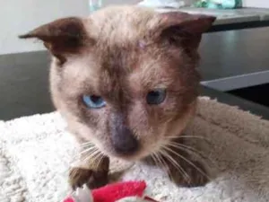 Gato raça indefinida idade 5 anos nome Pongo