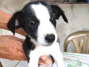Cachorro raça Vira latas idade Abaixo de 2 meses nome Não tem