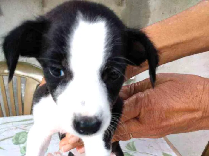 Cachorro raça Vira latas idade Abaixo de 2 meses nome Não tem