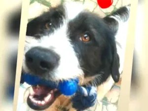 Cachorro raça Desconhecida  idade 7 a 11 meses nome Thor