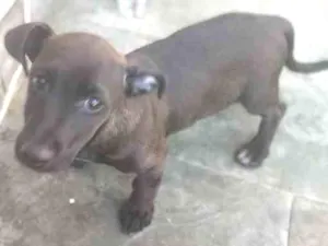 Cachorro raça Sem raça definida idade 2 a 6 meses nome Toby