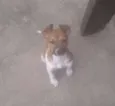 Pitoco