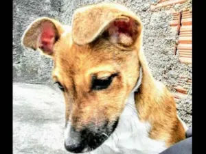 Cachorro raça Vira-Lata idade 2 a 6 meses nome Pitoco