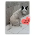 Bobby