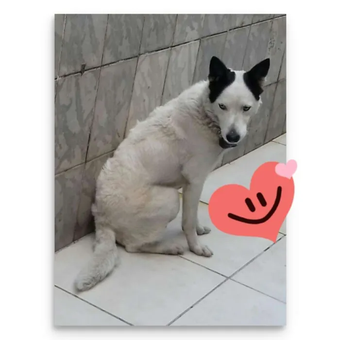 Cachorro ra a  idade 2 anos nome Bobby