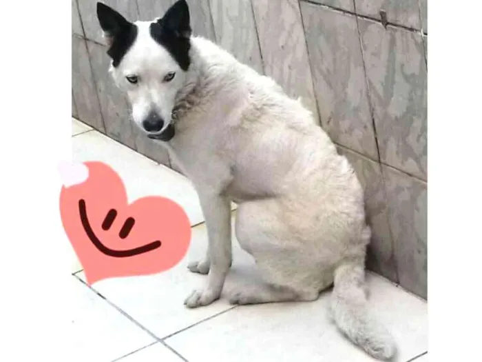 Cachorro ra a  idade 2 anos nome Bobby