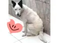 Bobby