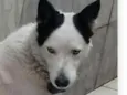Bobby