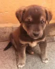 Cachorro raça SRD idade Abaixo de 2 meses nome sem nome