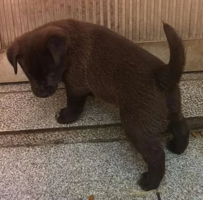 Cachorro ra a SRD idade Abaixo de 2 meses nome sem nome