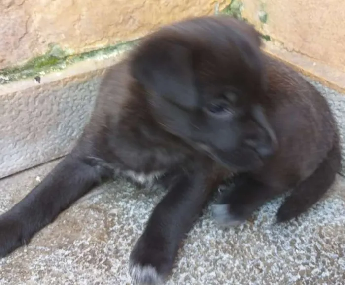 Cachorro ra a SRD idade Abaixo de 2 meses nome sem nome