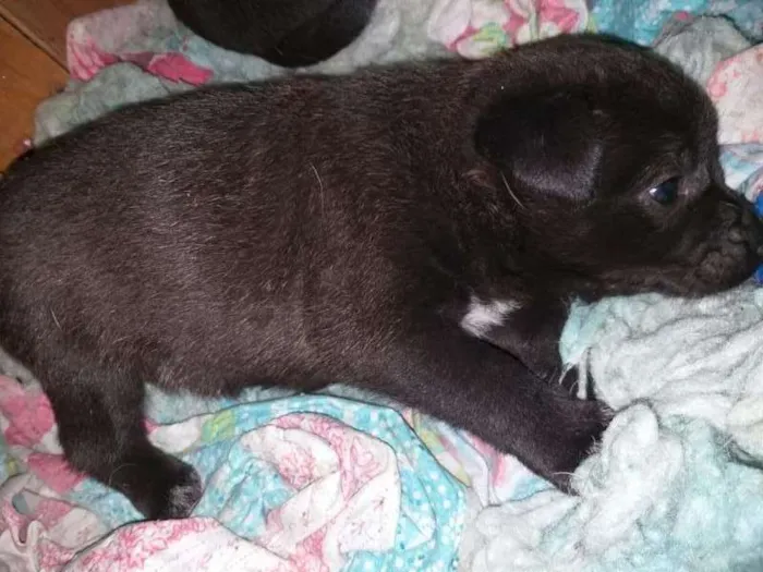 Cachorro ra a SRD idade Abaixo de 2 meses nome sem nome