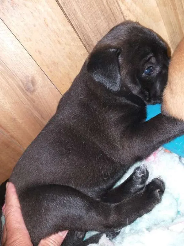 Cachorro ra a SRD idade Abaixo de 2 meses nome sem nome