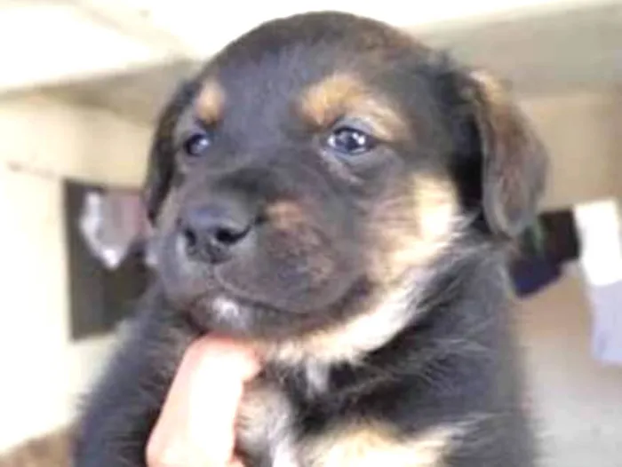 Cachorro ra a SRD idade Abaixo de 2 meses nome sem nomes