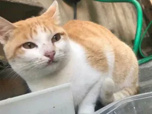 Gato raça SRD idade 3 anos nome Lois