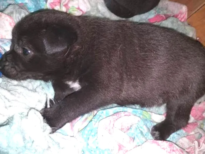Cachorro ra a SRD idade Abaixo de 2 meses nome sem nome