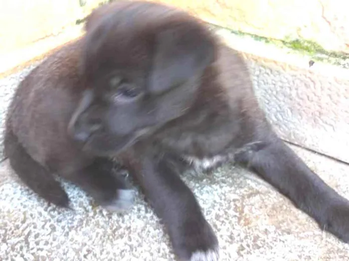 Cachorro ra a SRD idade Abaixo de 2 meses nome sem nome