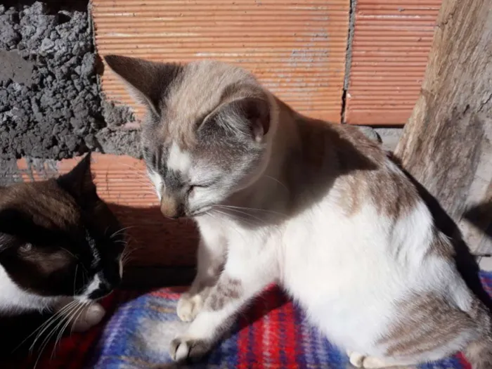 Gato ra a Não definida idade 7 a 11 meses nome Juninho