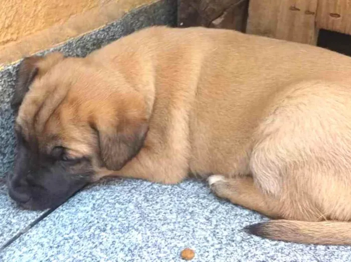 Cachorro raça SRD idade Abaixo de 2 meses nome sem nome