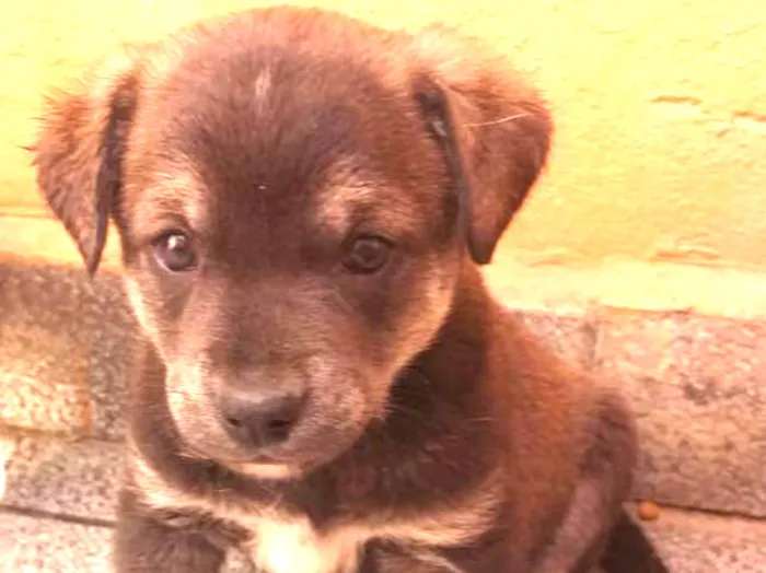 Cachorro raça SRD idade Abaixo de 2 meses nome sem nome