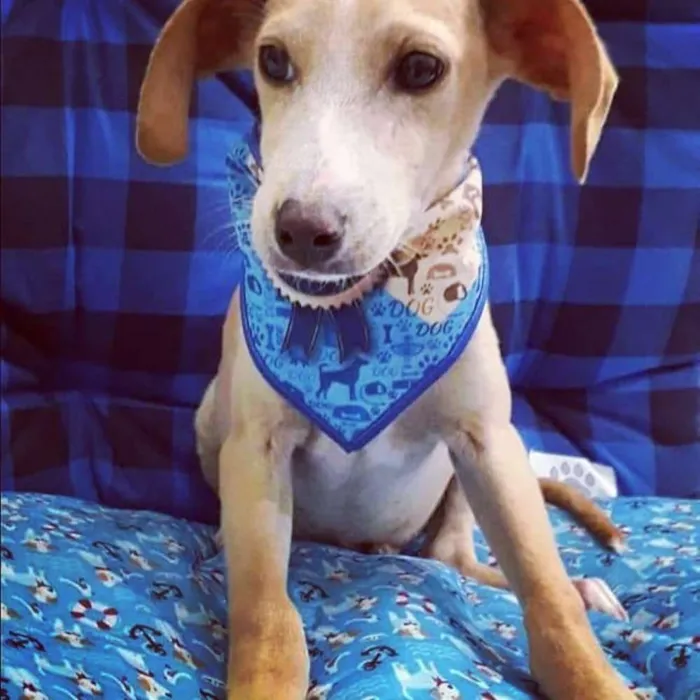 Cachorro raça SRD  idade 2 a 6 meses nome Adão 
