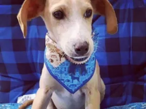 Cachorro raça SRD  idade 2 a 6 meses nome Adão 