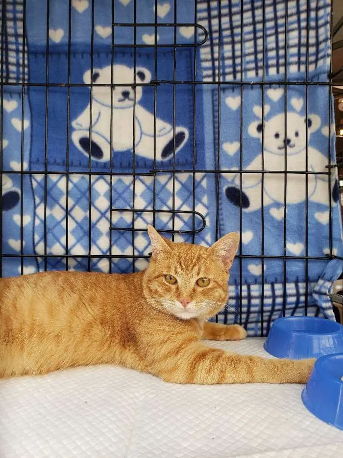 Gato ra a SRD idade 2 anos nome Theodoro