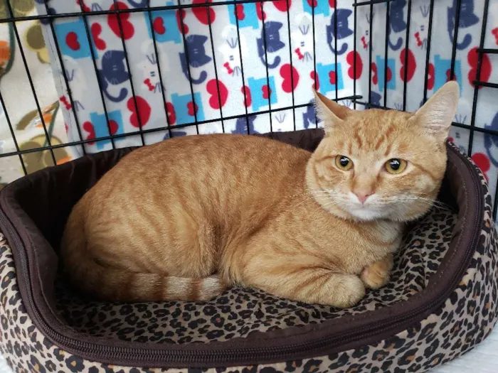 Gato ra a SRD idade 2 anos nome Theodoro