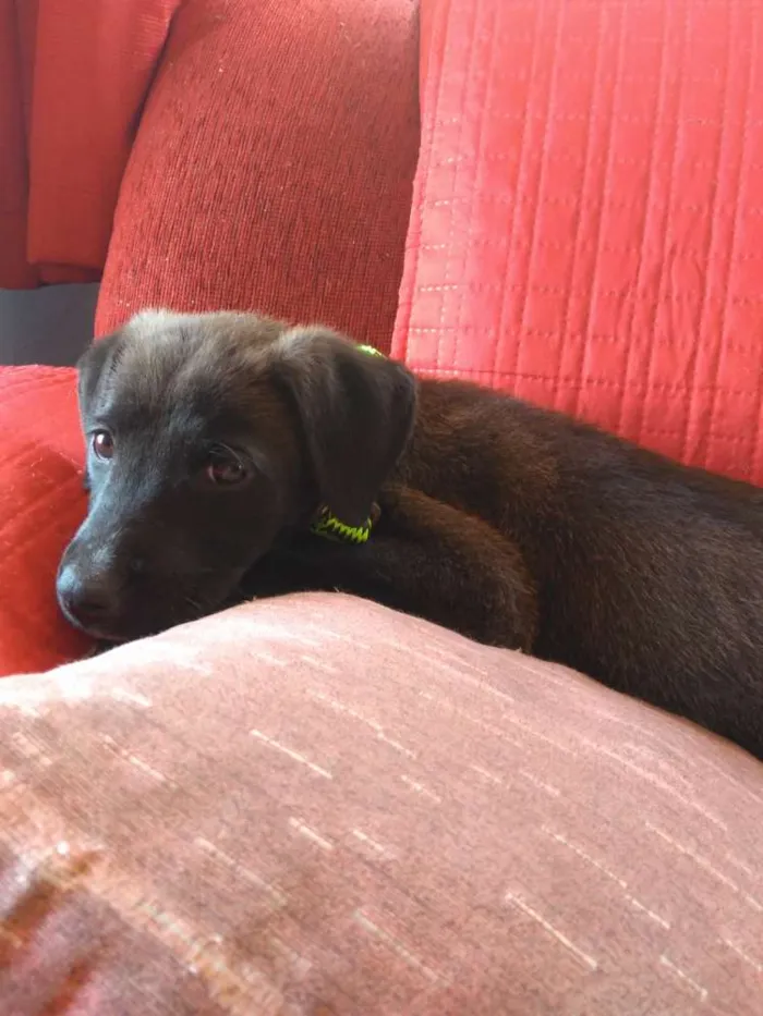 Cachorro raça Mestiça de labrador idade 2 a 6 meses nome Amora