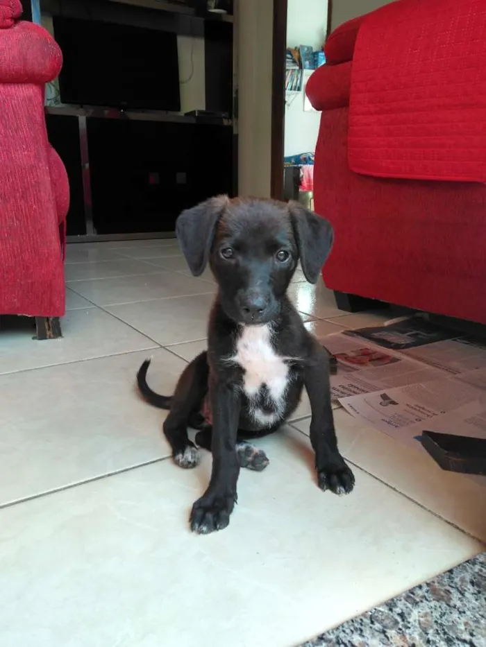 Cachorro raça Mestiça de labrador idade 2 a 6 meses nome Amora