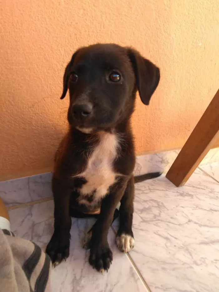 Cachorro raça Mestiça de labrador idade 2 a 6 meses nome Amora