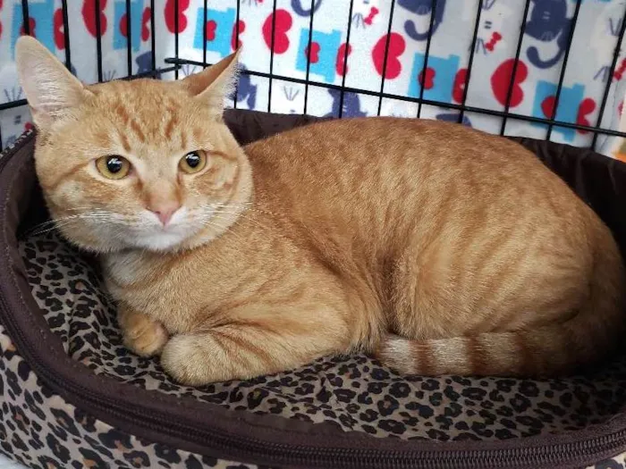 Gato ra a SRD idade 2 anos nome Theodoro