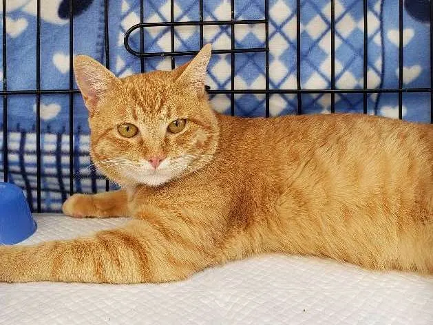 Gato ra a SRD idade 2 anos nome Theodoro