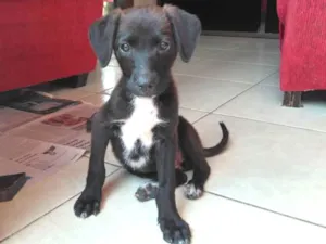 Cachorro raça Mestiça de labrador idade 2 a 6 meses nome Amora