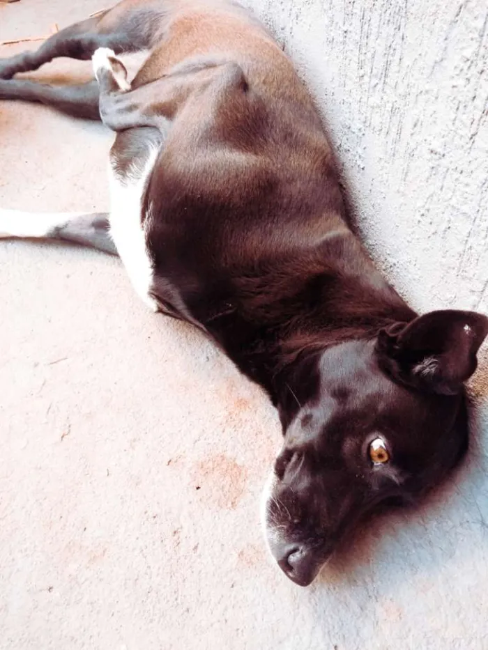 Cachorro ra a Srd idade 5 anos nome Pretinha