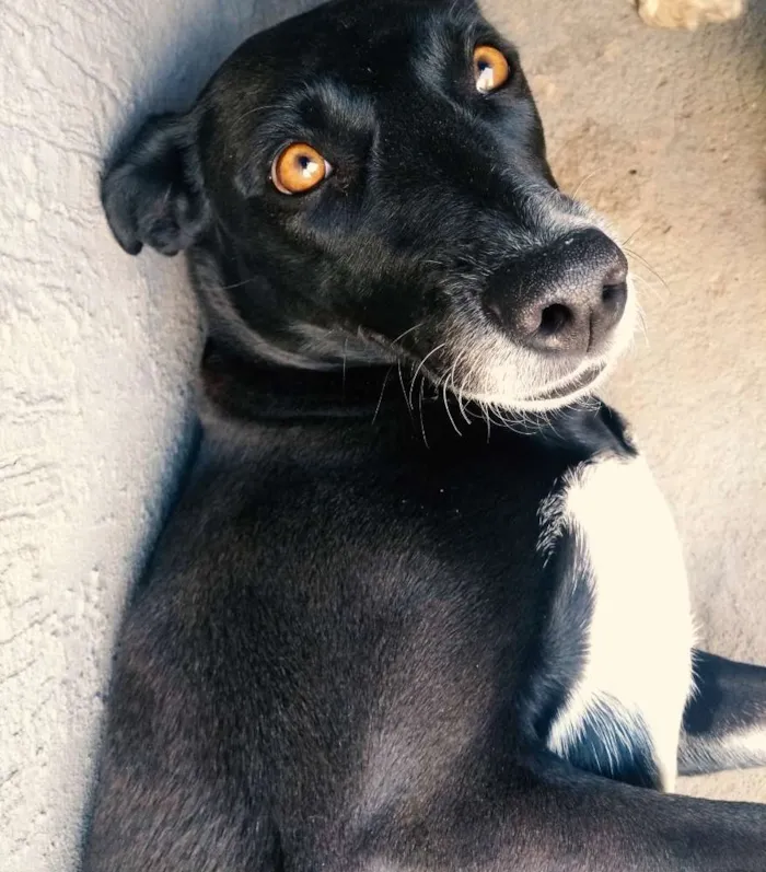 Cachorro ra a Srd idade 5 anos nome Pretinha