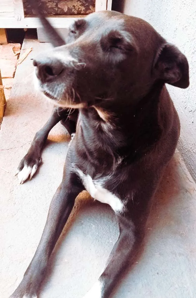 Cachorro ra a Srd idade 5 anos nome Pretinha