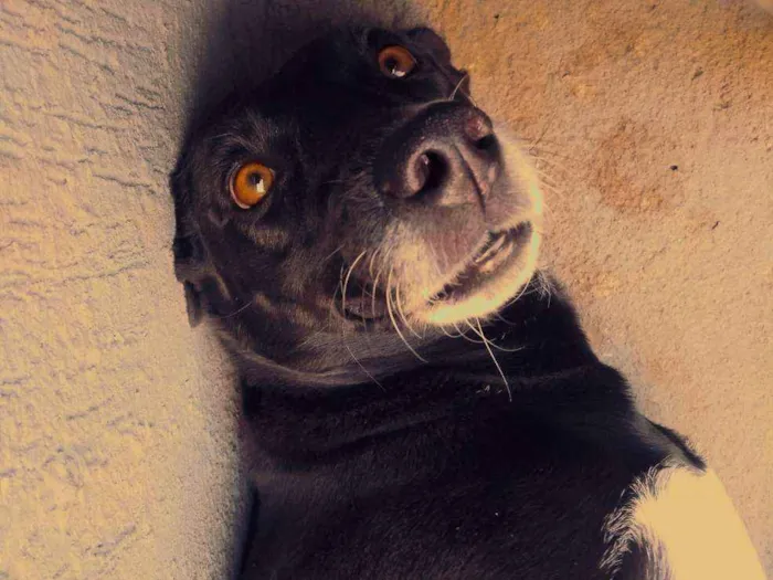 Cachorro ra a Srd idade 5 anos nome Pretinha