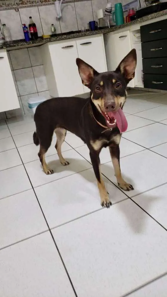 Cachorro ra a Indefinida idade 1 ano nome Kiara