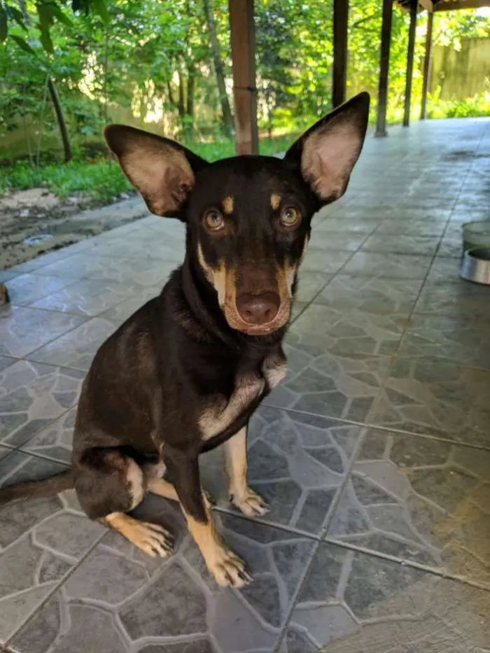 Cachorro ra a Indefinida idade 1 ano nome Kiara