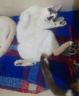 Kadu