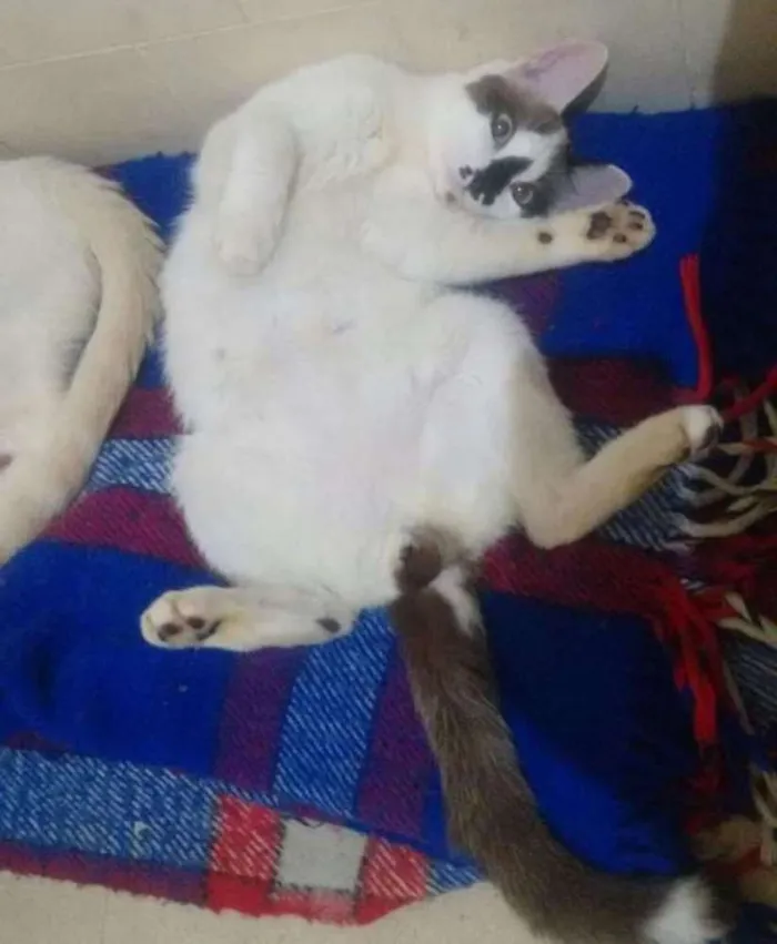 Gato ra a SRD idade 2 anos nome Kadu