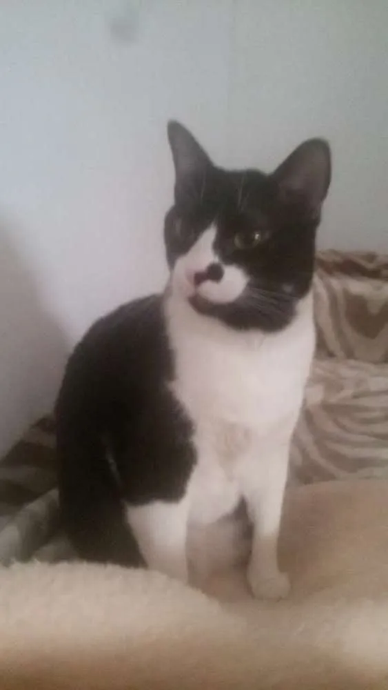 Gato ra a SRD idade 2 anos nome Rafinha (rafael)