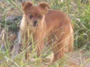 Cachorro raça Srd idade 1 ano nome Luly