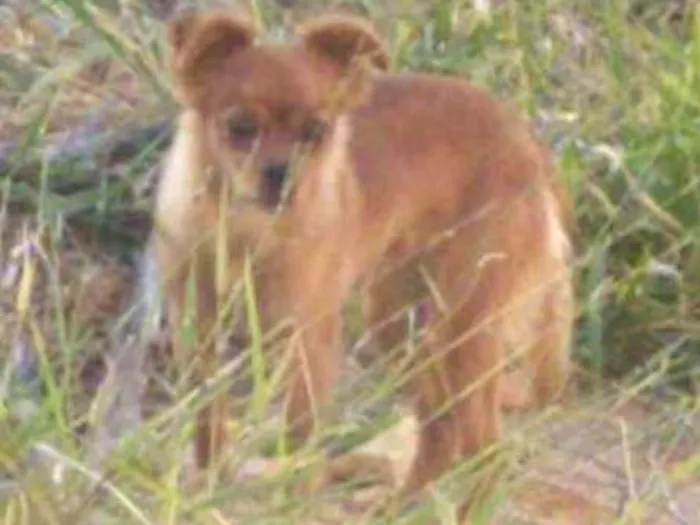 Cachorro ra a Srd idade 1 ano nome Luly